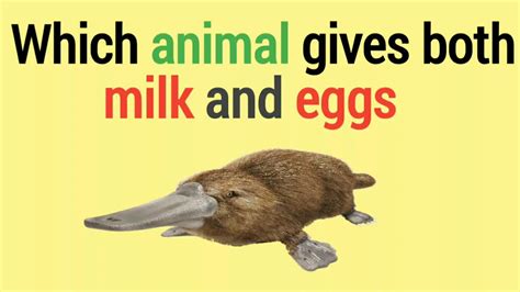 Which animal gives both milk and egg?