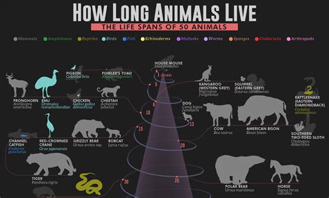 Which animal has longest lifespan?