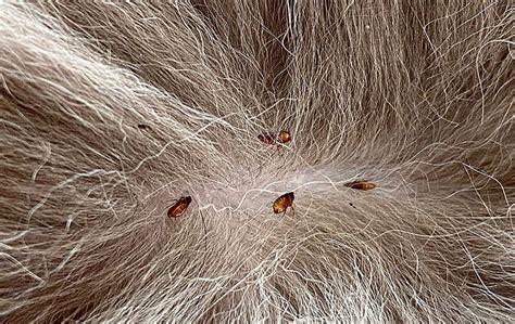 Which animal has the most fleas?