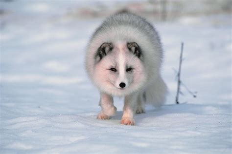Which animal has warmest fur?