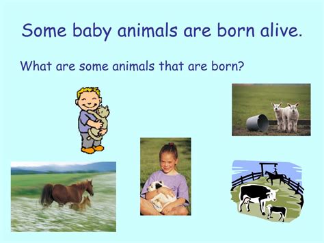 Which animal is not born?