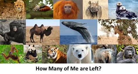 Which animal is only 1 left?
