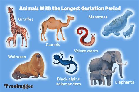 Which animal sees period?