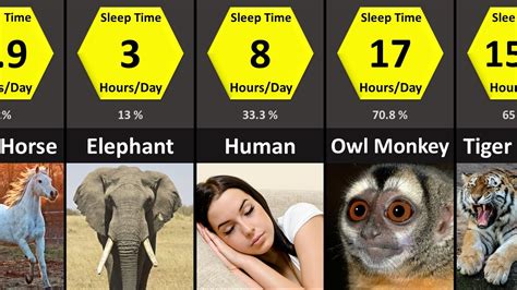 Which animal sleeps for 17 years?
