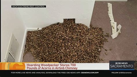 Which animal stuffed over 700 pounds of acorns?