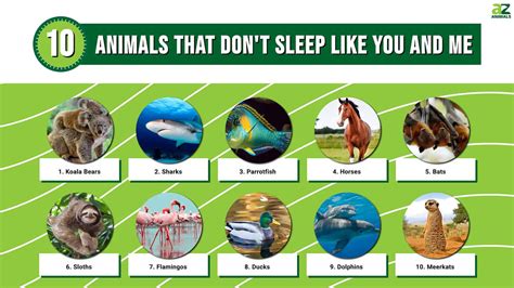 Which animal will not sleep?