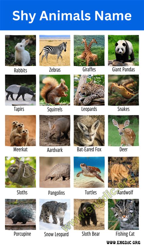 Which animals are not shy?