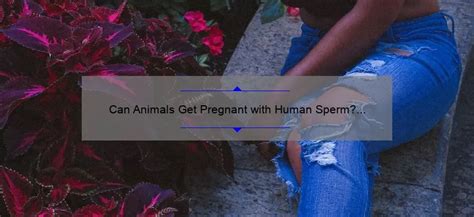 Which animals can get pregnant with human sperm?