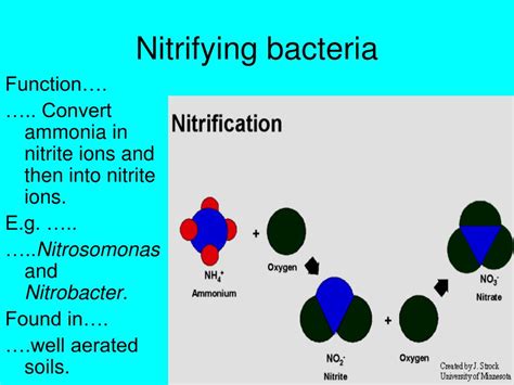 Which bacteria converts nitrite to ammonia?