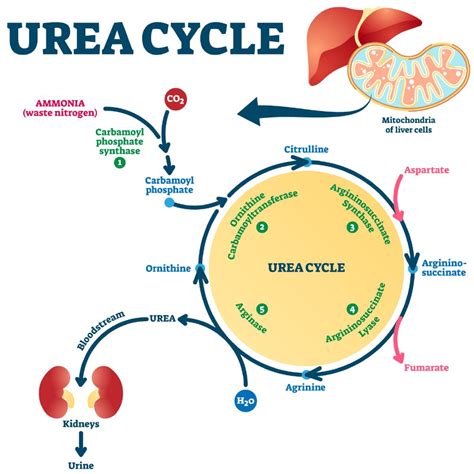 Which bacteria converts urea to ammonia?