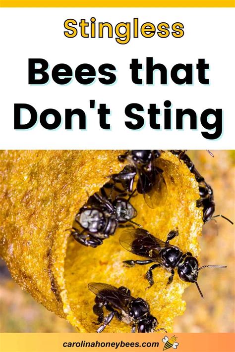 Which bees don t sting?