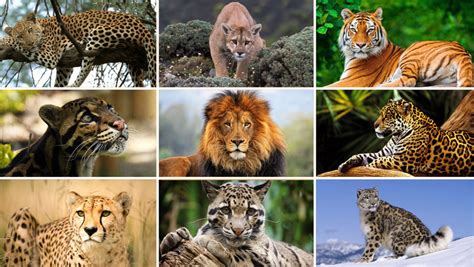 Which big cat is not a cat?