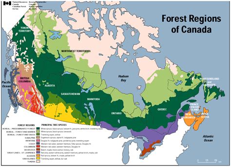 Which biome covers most of Canada?