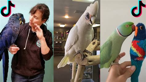 Which bird is more friendly to human?