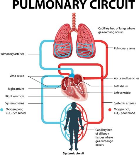 Which blood circulation is oxygen poor?