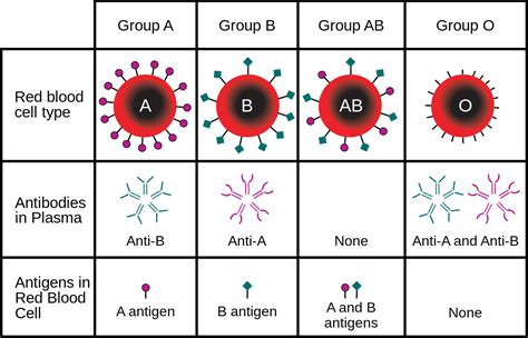 Which blood group is weak?