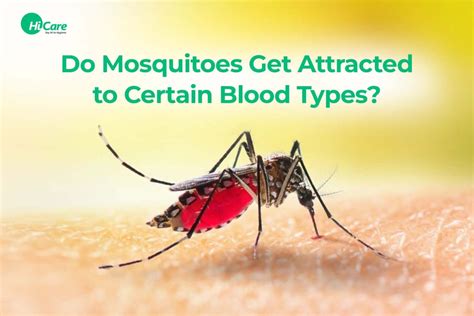 Which blood type attracts mosquitoes?