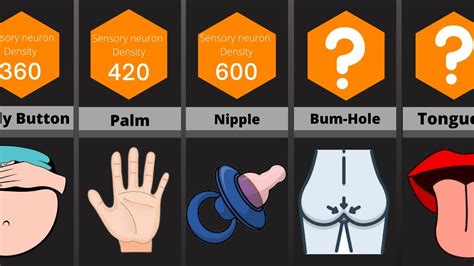 Which body part is the most sensitive to touch?