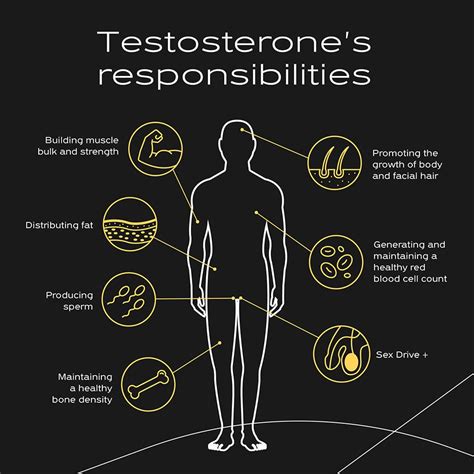 Which body type has the most testosterone?