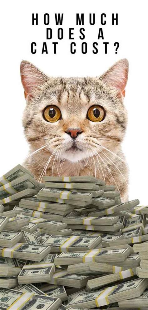 Which cat costs the least?