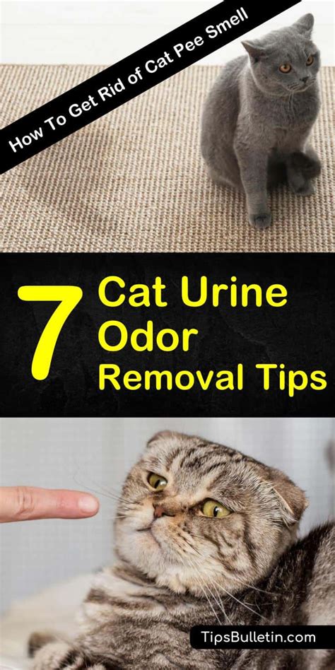 Which cat pee smells worse?