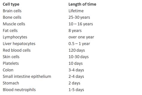 Which cell lives longer?