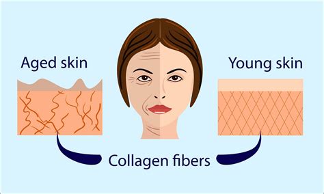 Which collagen makes you look younger?