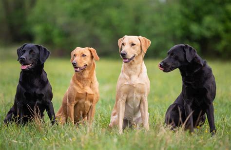 Which colour Labrador lives the longest?