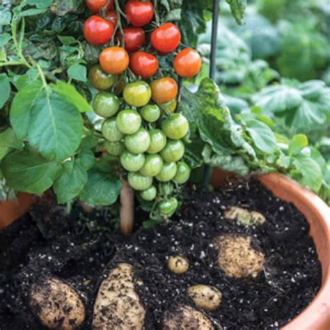 Which country grows tomato and potato in the same plant?