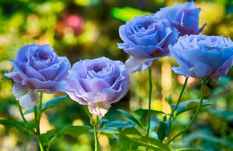 Which country has blue rose?