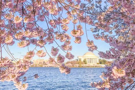 Which country has more cherry blossom?