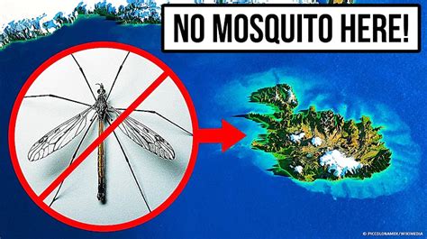 Which country has no mosquitoes?