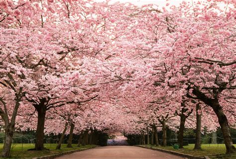 Which country is famous for cherry blossom?