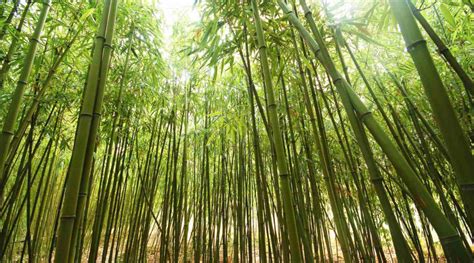 Which country is rich in bamboo?