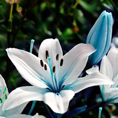 Which country national flower is lily?