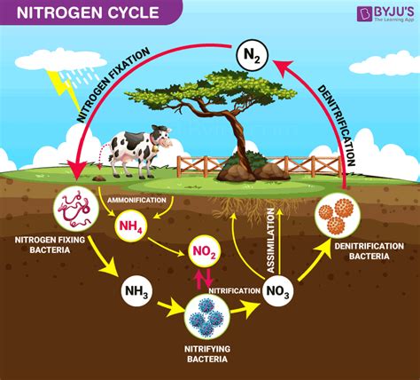 Which cyanobacteria fix nitrogen?