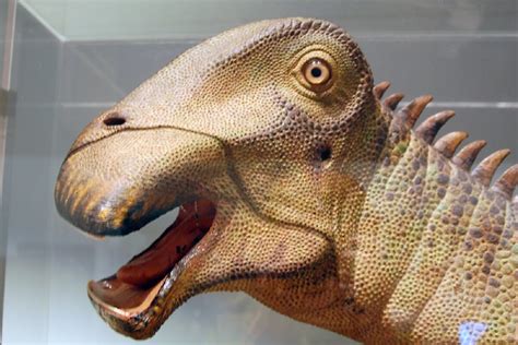 Which dinosaur has 500 teeth?