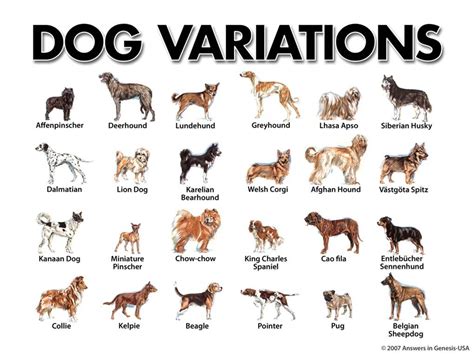 Which dog breeds Cannot mix?