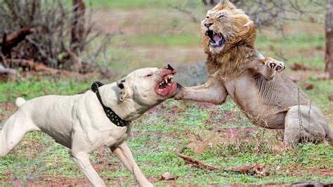 Which dog can beat a lion?