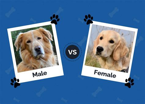 Which dog gender is friendlier?