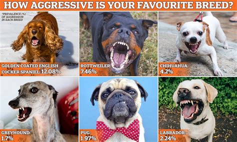 Which dog gender is more aggressive?