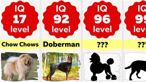 Which dog has highest IQ?