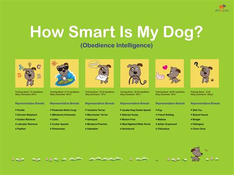 Which dog has no 1 IQ?