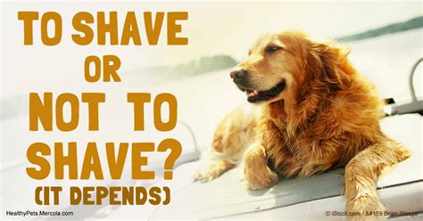 Which dogs should not be shaved?