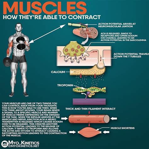 Which elements control muscle contractions?