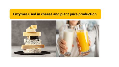 Which enzyme is used in the manufacturing of cheese or paneer?