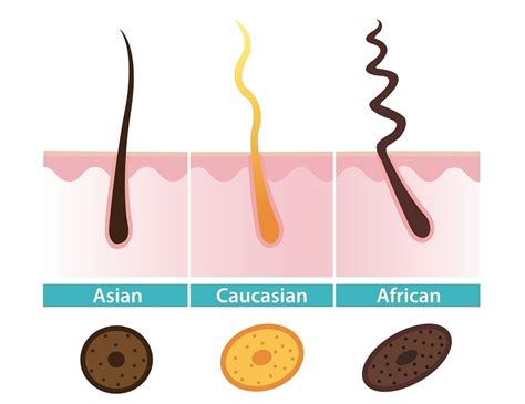 Which ethnic group has the thinnest hair?