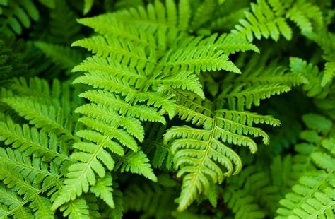 Which ferns are poisonous?