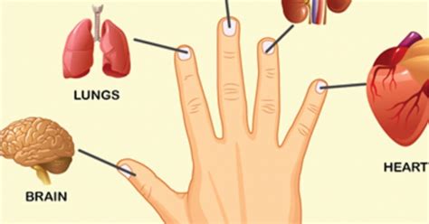 Which finger is connected to which organ?