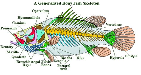 Which fish has one bone?